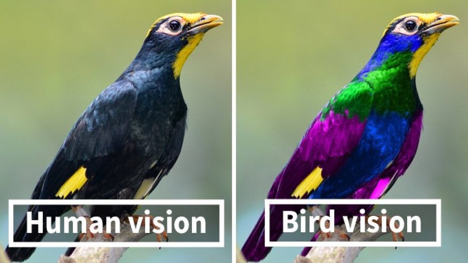 تفاوت دید پرندگان و انسان